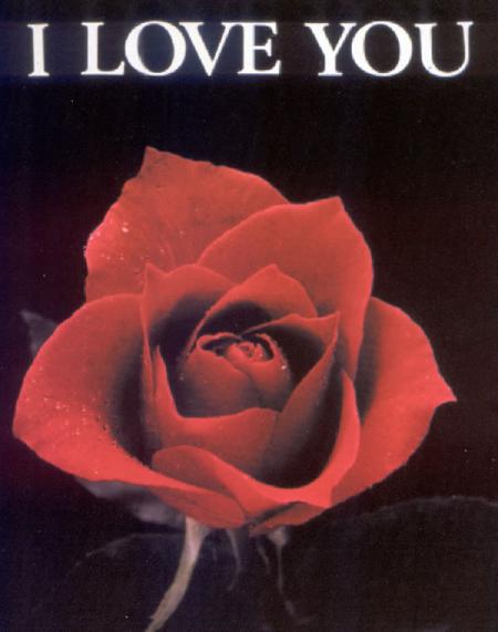 je t'aime à la mour